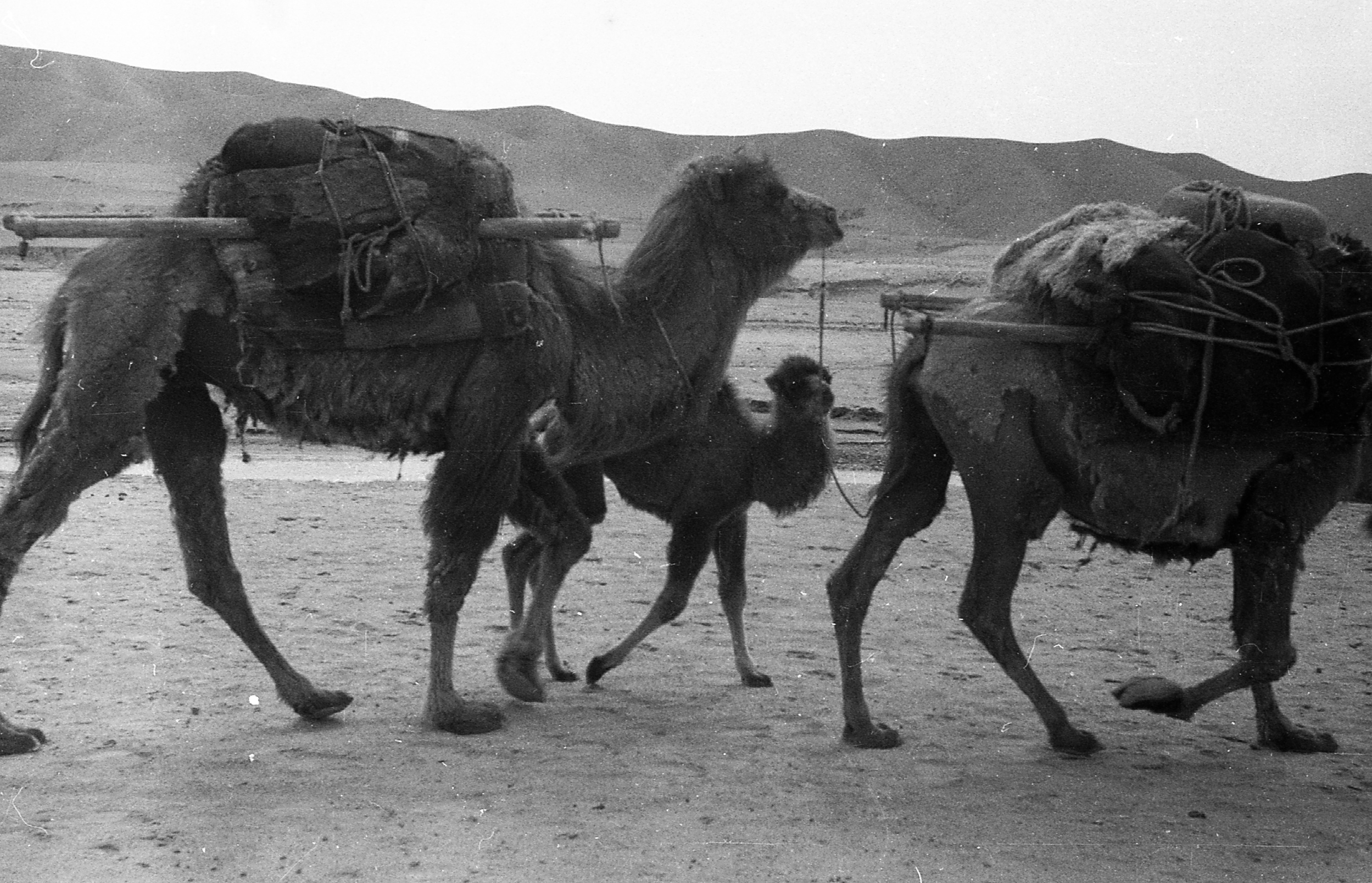 camel caravan desert